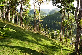 Chocolate Hills