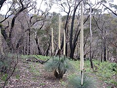 Xanthorrhoea australis