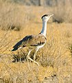 Great Indian Bustard