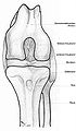 Image 14Dog knee (from Dog anatomy)