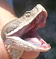 Testa di Vipera aspis, con in evidenza la pupilla verticale