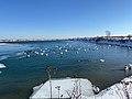 Swans, ducks, and other birds basking in the sun at the Leslie Spit in winter.