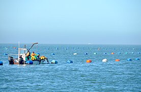 Oyster farming at Walvis Bay, Namibia