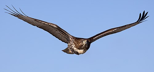 Red-tailed hawk