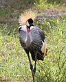 Gray Crowned Crane