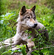 Coyote at rest