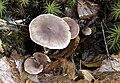 !Cortinarius casimirii!