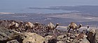 Kameleita jonossa Assaljärven rannalla.