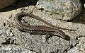 Podarcis muralis Lacertidae