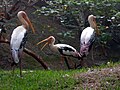 కొంగలు Painted Stork (Mycteria leucocephala)