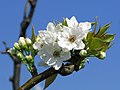 梨の花（下大崎地区）