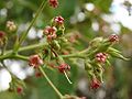 Blüten des Cashewbaumes