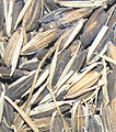 African rice in its inedible husk (seed rice, will sprout)