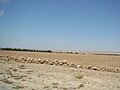 The desert road between Marrakesh and Essaouira.