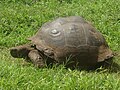 Galapagos tortoise