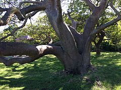 Bursera simaruba