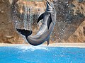Một cá heo mũi chai thực hiện một màn nhảy lộn nhào tại vườn thú Loro Parque, Puerto de la Cruz, Tenerife, Tây Ban Nha.