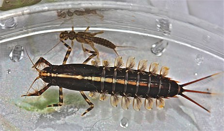 カゲロウの幼虫。気管鰓が腹部左右に並ぶ。