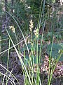 Valse zandzegge (Carex reichenbachii)