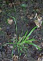 Slanke zegge (Carex strigosa)