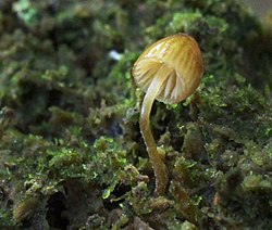 Samblatanuk Galerina hypnorum