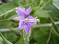 Goji / Tibet bo'ri mevasi (Lycium barbarum)