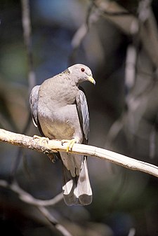 Kukuli (Patagioenas fasciata)