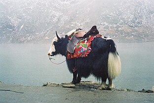 Yak di Nepal