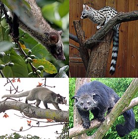 Mosaico de espécies dos gêneros Paradoxurus, Genetta, Paguma e Arctictis