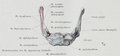 The insertion of the mylohyoid muscle on the hyoid bone.