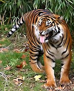 Sumatra-Tiger