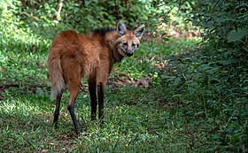 Lobo-guará fotografado no sul de Minas Gerais.