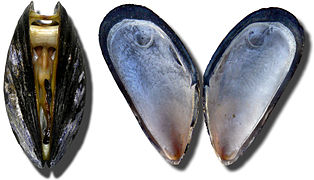 Mytilus edulis, un bivalve