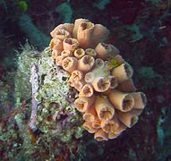 Coral around Isla Aguja