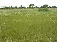 Savana em Houet, Burkina Faso.