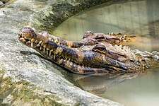 False gharial