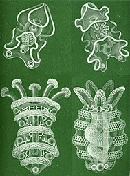 Quatre stades larvaires successifs (d'auricularia à doliolaria, sens horaire) par Haeckel.