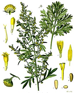 Koirohi Artemisia absinthium