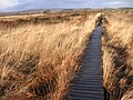 Ponton dans la tourbière de la réserve naturelle.