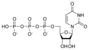 Estructura quimica de l'uridina trifosfat