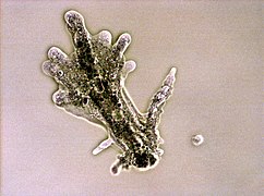 Amoeba proteus (Amoebozoa)