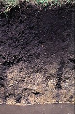 Soil profile image of the Drummer soil series