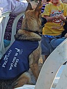 A cape identifies a young dog in training