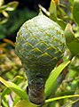 Agathis australis cone