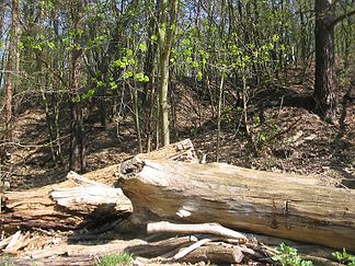 Murellenberg und Schanzenwald