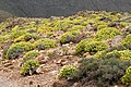 Euphorbia lamarckii