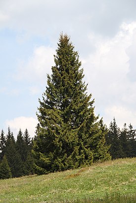 Metsäkuusi (Picea abies)
