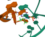 Solution structure of cisplatin (highlighted) interstrand GG adducts with double-stranded DNA. (PDB: 1DDP)