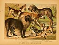 Image 48An 1897 illustration showing a range of European dog breeds (from Dog breed)