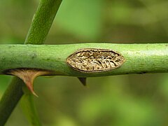 Scar on the shoot of rose after the hatching of eggs